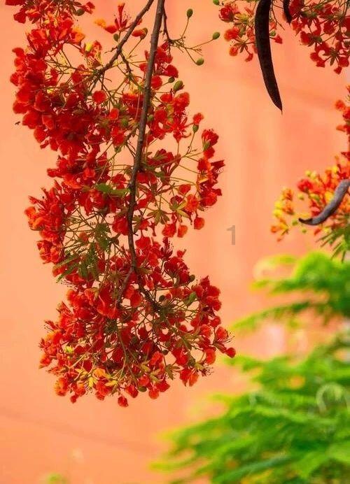 小汽车的太空梦